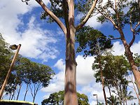 ���C���{�[���[�J��